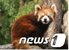 레서팬더 © News1  