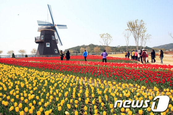 형형색색의 튤립으로 꾸며진 네델란드 정원 모습.2013.4.13/뉴스1 © News1 김태성 기자