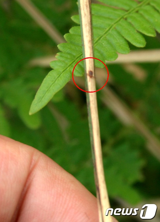 작은소참진드기 감염 의심 환자가 16일 새벽 사망한 가운데 제주특별자치도청 보건위생과와 질병관리본부가 지난 15일 제주도 서귀포시 목장일대에서 작은소참진드기 실태 파악을 위해 채집 작업을 진행했다고 밝혔다. 사진 속 붉은 원으로 표시된 작은소참진드기 모습. (제주도 제공) 2013.5.16/뉴스1 © News1