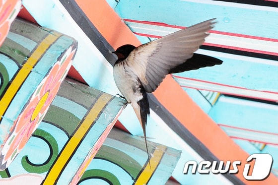 보경사 공양간 처마밑에 날아온 제비© News1