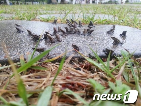 대구 망월지에서 새끼두꺼비들이 대이동을 시작했다./사진제공=대구경북녹색연합© News1