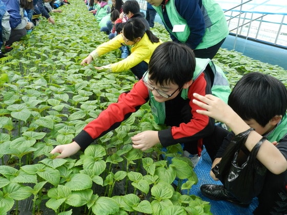 제9회 금산추부깻잎축제가 25일 열린다. 지난 축제에 참가한 어린이 관광객들이 깻잎을 만지고 냄새를 맡아보며 체험활동을 하고 있다. © News1