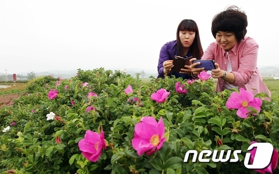 사진제공=함평군 © News1