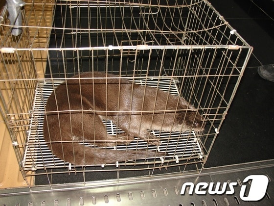 21일 대구지하철 아양교역 화장실에서 발견된 수달/사진제공=대구도시철도공사© News1