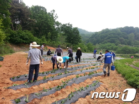 충남도청 공무원들이 농번기 일손부족 현상을 겪고 있는 지역농가 일손돕기에 팔을 걷어붙이고 나섰다.© News1