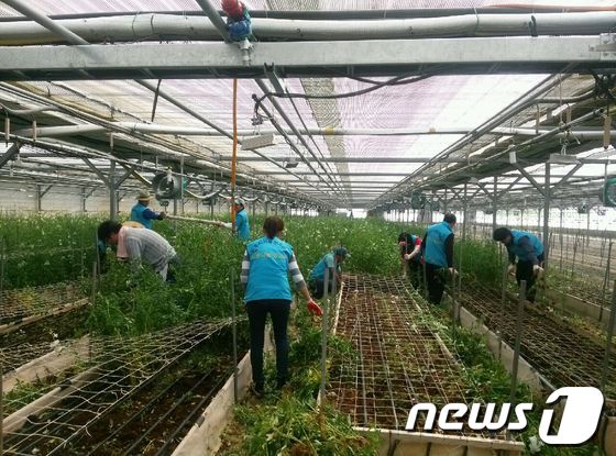 공단이 완주군 봉동 서두마을서 영농봉사 활동을 펼치고 있다./사진제공=전주시 시설관리공단© News1 