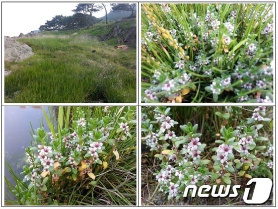 울산 북구 당사해안에서 발견된 갯봄맞이 모습과 서식지./사진제공=울산시 © News1