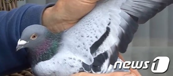 벨기에의 경주용 비둘기 한 마리가 세계 최고가인 31만 유로(약 4억4600만 원)에 중국의 한 사업가에게 낙찰됐다. 벨기에의 유명 비둘기 애호가 레오 헤레만스가 낙찰된 비둘기 '볼트'를 들어보이고 있다./사진=PIPA © News1   