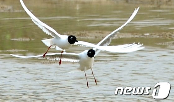 세계적 희귀종인 검은머리갈매기가 24일 오전 인천시 연수구 송도 6·8공구에서 노닐고 있다. 검은머리 갈매기는 전세계적으로 1만 5천여 마리밖에 남지않은 국제멸종 취약종으로 현재 우리나라에는 500여마리가 남아있으며, 송도에서 유일하게 번식하고 있는 것으로 알려졌다. 2013.5.24/뉴스1 © News1 신창원 기자