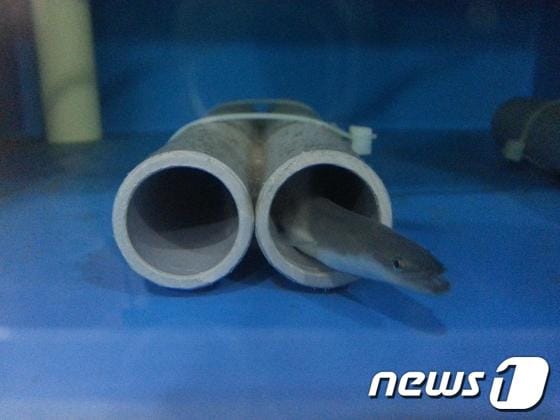 국립수산과학원 전략연구단이 지난해 인공종묘 생산에 성공해 사육 중인 민물장어.(국립수산과학원 제공)© News1 