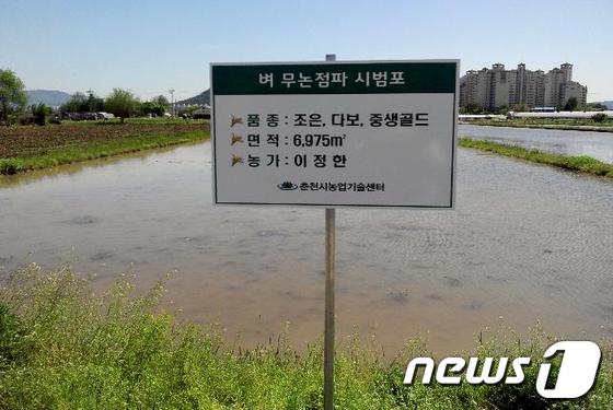 무논점파법을 시행하고 있는 논의 전경 (사진제공=춘천시 농업기술센터) © News1 