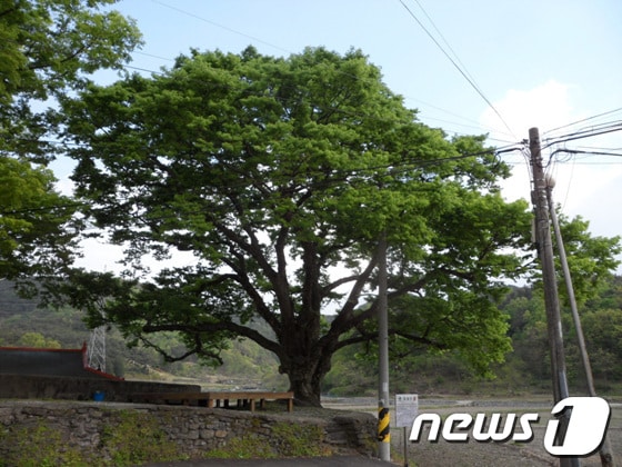경남 함안군 칠원면 운서리 운서마을 보호수(함안군 제공)© News1