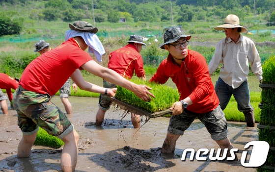 모내기 지원에 나선 해병대원들./사진제공=해병대1사단© News1