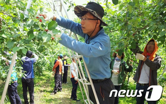 25일 충북 청원군 사직2동 주민자치위원회가 낭성면 인경리를 찾아 농촌일손돕기를 펼치고 있다. (청원군 제공)br© News1 