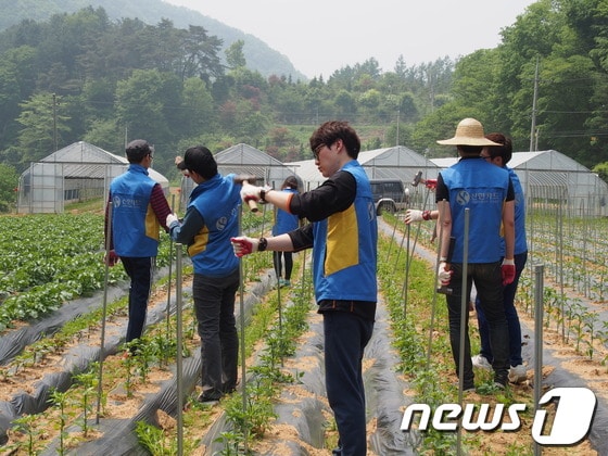 25일 강원도 횡성군 삼배리를 찾은 신한카드 봉사단이 마을 일손을 돕고있다.(사진제공=신한카드)© News1