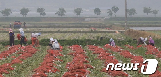/사진제공=강진군 © News1