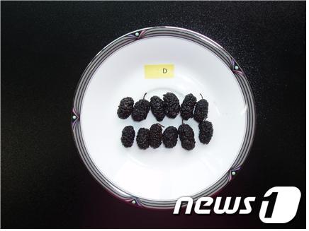 농촌진흥청이 냉동 상태로 유통되던 오디를 진공동결건조 방식으로 반건조 오디를 생산하는 기술을 개발했다./사진제공=농촌진흥청 © News1