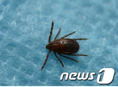 .작은 소참 진드기 모습. © News1 염지은 기자