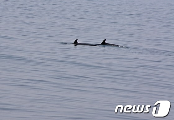 4일 운항에 나선 울산 남구의 크루즈 고래바다여행선이 20여분간 흑범고래 20여마리를 발견했다./사진=울산 남구청 © News1 