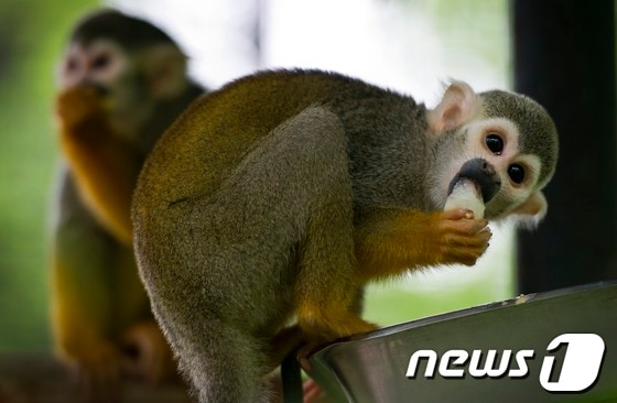 독일 도르트문트 소재의 한 동물원에서 7일(현지시간) 다람쥐 원숭이가  먹이를 입에 넣고 있다.  이 동물원에는 독일 중동부에 위치한 할레의 동물원에서 온 7마리의 다람쥐 원숭이가 있다. © AFP=News1  