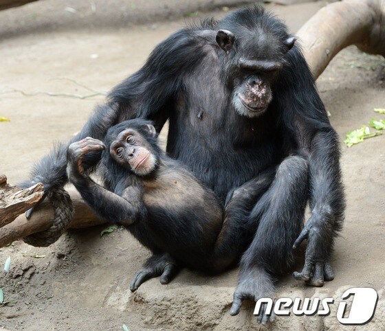 침팬지 ⓒ AFP=News1