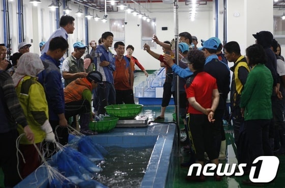 19일 오전 보성 회천수산 위판장에서 수산물 경매가 진행되고 있다.© News1
