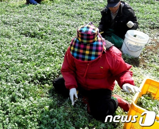 거문도 주민들이 해풍쑥을 수학하고 있다. 사진제공=여수시/© News1
