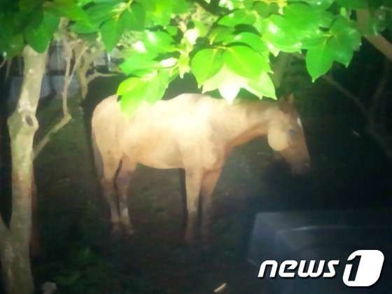 19일 밤 10시께 전남 나주시 대호동 한 마을 감나무 과수원에 갈색 말 1마리가 나타나 경찰과 119구조대가 진땀을 흘렸다. 경찰과 119구조대는 전문가의 도움을 받아 말을 포획한 뒤 인근 목장에서 임시보호하도록 조치했다. 사진은 포획되기 전 말의 모습.(나주경찰서 금성파출소 제공) 2013.6.20/뉴스1 © News1 김호 기자