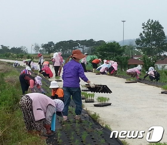 사진제공=함평군 © News1