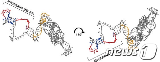 p로제타 프로그램을 이용한 '마이크로RNA제거인자'의 3차 구조. 마이크로RNA 결합부위가 구조를 이루지 않고 단일 사슬 RNA 가닥으로 노출돼 있는 것이 특징이다./그림=연구재단 제공.© News1 /p