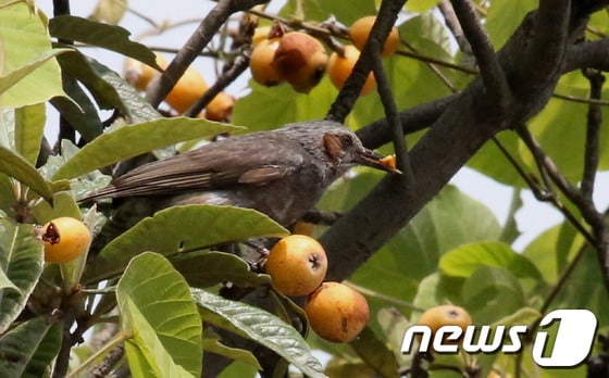 /사진제공=강진군 © News1