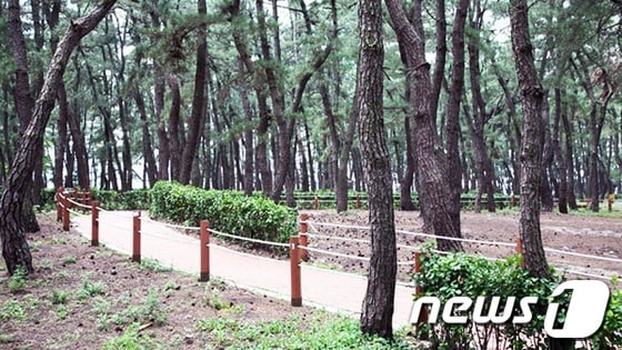 연곡해변 송림산책로 (사진제공=강릉시청) © News1 윤창완 기자