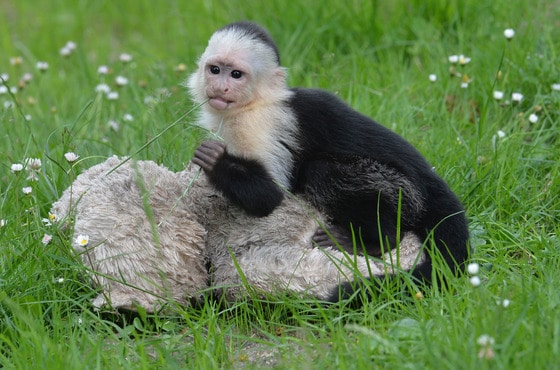 캐나다 가수 저스틴 비버가 키우던 흰목꼬리감기원숭이 '말리'가 26일(현지시간) 독일 북부 호덴하겐의 새 보금자리인 세렝게티 파크에서 놀고 있다. 독일 세관은 지난 3월 저스틴 비버가 뮌헨 공항에 도착했을 때 이 원숭이를 압수했었다. © AFP=뉴스1 