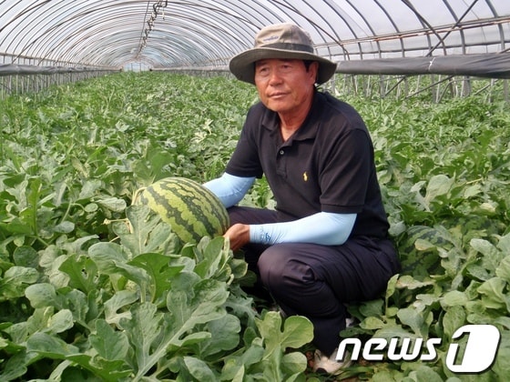 전북 정읍시 '씨없는 수박' 이 일본 수출길에 오른다. 정읍시수박연구회 이석변 회장/사진제공=정읍시ⓒ News1