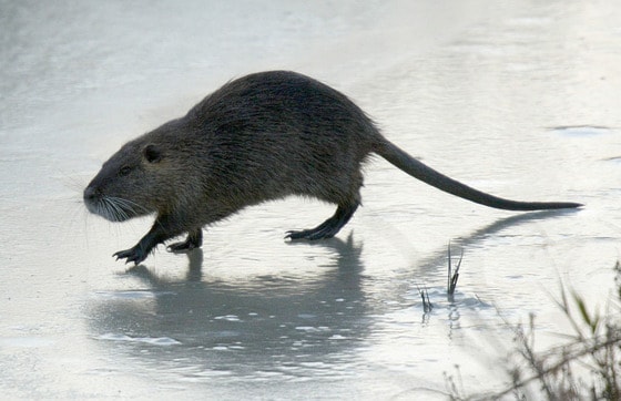 뉴트리아. © AFP=News1 