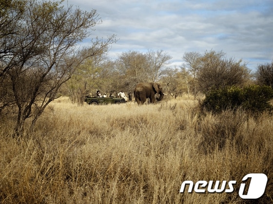 남아공에 있는 세계 최대의 사파리 싱기타 크루거 국립공원 © News1  