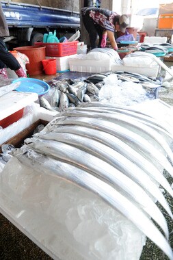 경북 포항 죽도어시장에서 상인들이 갈치에게 얼음 찜질을 해 주고 있다. ⓒ News1