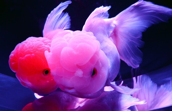  12일 일본 도쿄에서 열린 '아트아쿠아리움' 전시회 언론 공개 행사에서 금붕어들이 물탱크 속을 헤엄치고 있다. 어류 연구가 기무라 히데토모가 마련한 이 전시회는 이달 13일부터 9월 23일까지 열린다. © AFP=뉴스1  