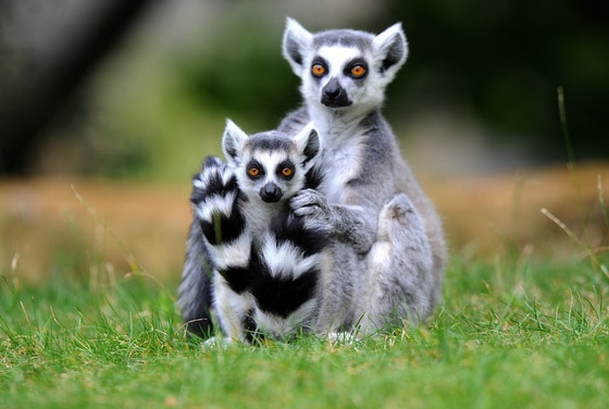 여우원숭이과동물인 호랑꼬리리머 모자가 15일(현지시간) 독일 드레스덴의 동물원 내 사육장 잔디에 앉아 호기심 가득한 표정을 짓고 있다. 호랑꼬리리머는 아프리카 마다가스카르섬에만 서식하는 희귀동물이다.©AFP=뉴스1  