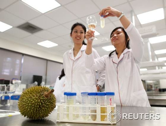 국립 싱가포르대학 연구원 크리스틴 리(왼쪽)와 프랜시스카 타냐수리가 16일(현지시간) 학교 연구실에서 두리안 와인을 담은 유리병과 유리잔을 비교해 보고 있다. 이 연구원들은, 어떤 이들에겐 맛있고 어떤 이들에겐 역겨운 자극적인 향을 가진 열대과일 두리안에다 전통적인 와인 발효방법을 사용해 와인을 만드는데 성공했다. 이들은 여러가지 평가를 거친 뒤 와인을 상업화할 방법을 찾고 있다. © 로이터=뉴스1  