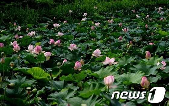 광주시 광산구 비아,수완 왕버들 연꽃축제위원회는 27일부터 이틀간 우미린 2차아파트옆에서 연꽃축제를 연다.© News1