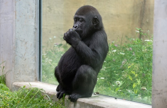 3일(현지시간) 독일 슈투트가르트 빌헬마 동물원의 새로 지은 원숭이 우리에서 새끼고릴라 한 마리가 앉아 있다. © AFP=뉴스1 