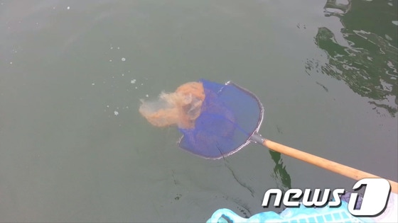 해파리 구제 모습. (울산해양경찰서 제공) 2013.7.30/뉴스1
