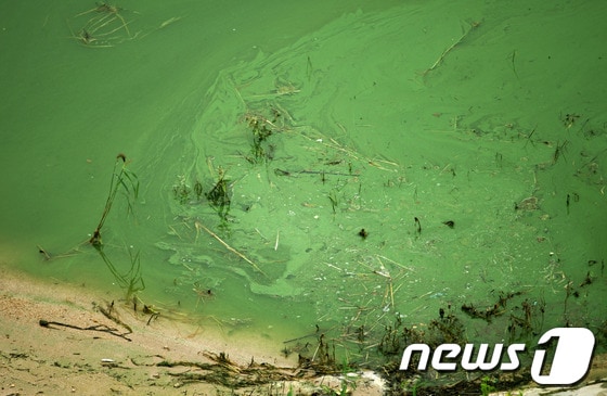 지난 6일 경북 안동시 도산면 안동호 상류지역에서 짙은 녹조띠가 발견됐다./2013.8.6/뉴스1 © News1 피재윤 