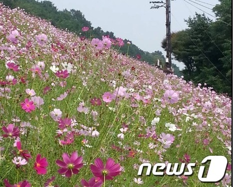 농다리 인근에 조성된 코스모스꽃밭. 사진제공=농다리지킴이 임영은씨.© News1 장동열