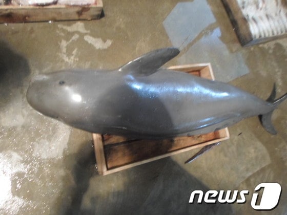죽은 채로 발견된 상괭이 (제공=제주해양경찰서) © News1  