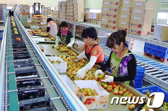 토마토 선별 공장에서 직원들이 토마토를 선별하고 있다. (사진제공=정선군청).2013.9.09 © News1   하중천 