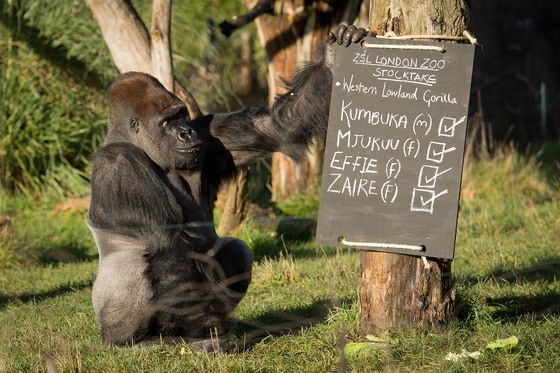 영국 런던동물원에서 사육되고 있는 웨스턴 로랜드 실버백 고릴라 수컷 쿰부카가 2일(현지시간) 매년 초 실시되는 현황조사 동안 동료 고릴라 이름이 적힌 흑판을 만지고 있다.  연례 현황조사는 의무사항으로 동물원 허가에 필요하다.  ©AFP=뉴스1  
