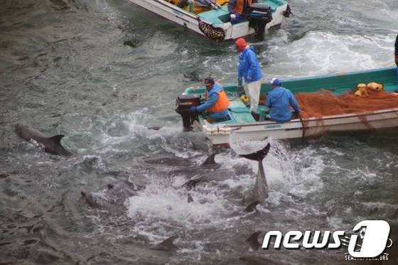 타이지 대학살 (시셰퍼드 페이스북) ⓒ News1