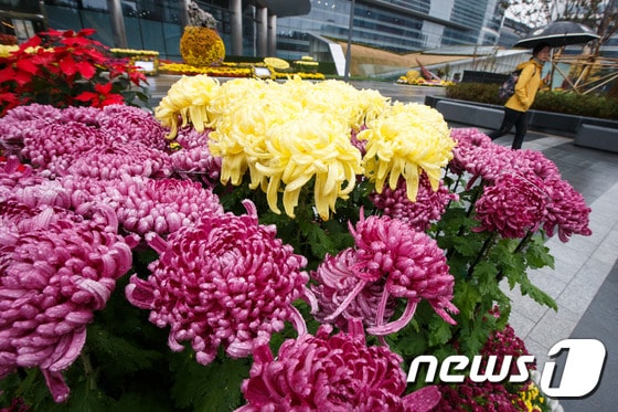 국화의 꽃말이 누리꾼들의 관심을 모으고 있다. ⓒ News1